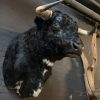 Taxidermy head of a Spanish fighting bull.