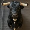 Taxidermy head of a Spanish fighting bull.