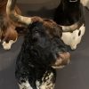 Taxidermy head of a Spanish fighting bull.