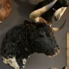 Taxidermy head of a Spanish fighting bull.