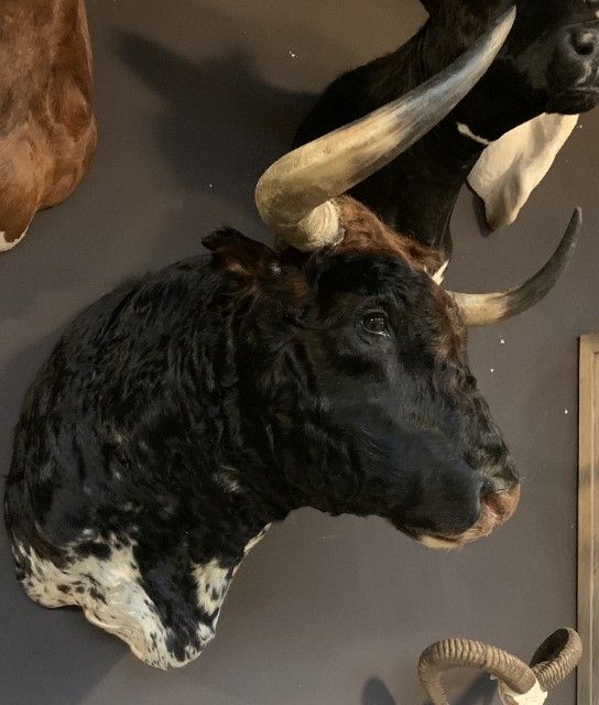 Taxidermy head of a Spanish fighting bull.