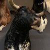 Taxidermy head of a Spanish fighting bull.