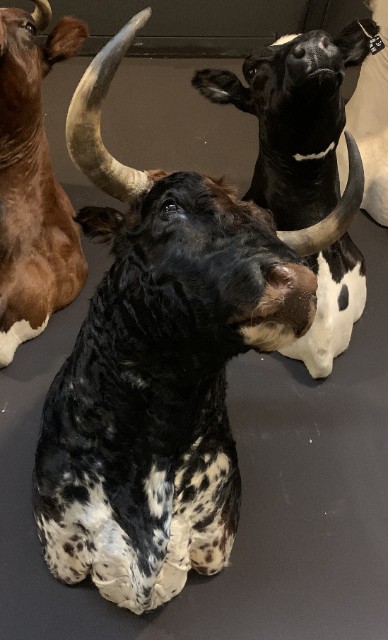 Taxidermy head of a Spanish fighting bull.