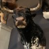 Taxidermy head of a Spanish fighting bull.