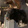 Taxidermy head of a Spanish fighting bull.