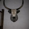 Taxidermy head of Hungarian Steppe cbull