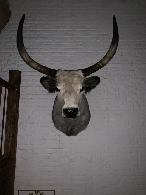 Taxidermy head of Hungarian Steppe cbull