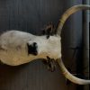 Taxidermy head of Hungarian Steppe cbull