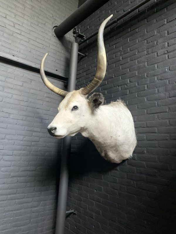 Taxidermy head of Hungarian Steppe cbull