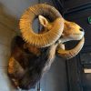 Taxidermy heavy capital mouflon ram