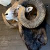 Taxidermy heavy capital mouflon ram