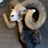 Taxidermy heavy capital mouflon ram