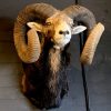 Taxidermy heavy capital mouflon ram