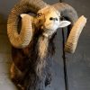 Taxidermy heavy capital mouflon ram