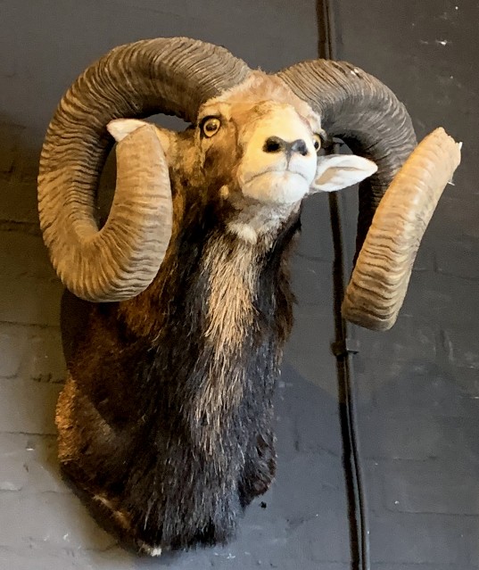 Taxidermy heavy capital mouflon ram