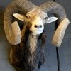 Taxidermy heavy capital mouflon ram