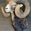 Taxidermy heavy capital mouflon ram