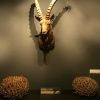 taxidermy Ibex head