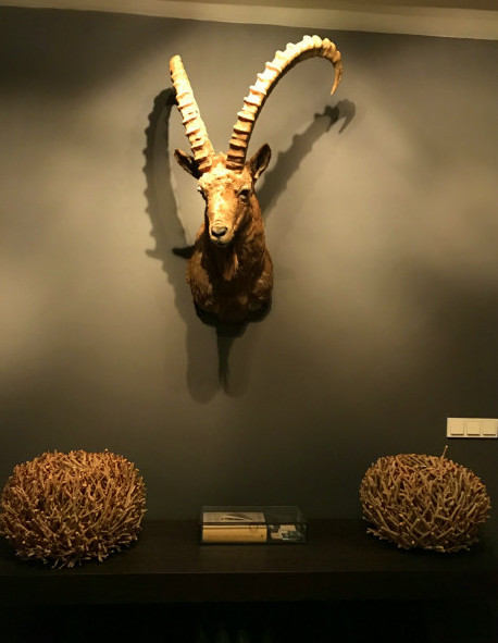 taxidermy Ibex head