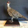 Taxidermy black-breasted goose €275,-