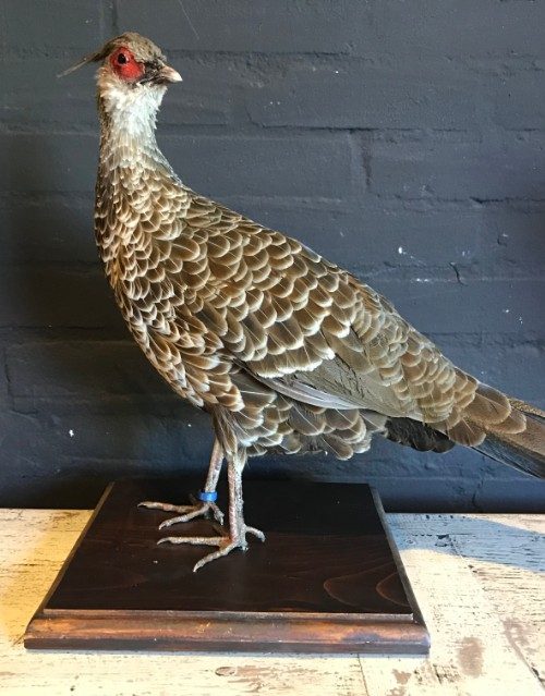 Taxidermy Kalij pheasant. €145,-