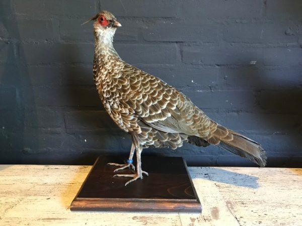 Taxidermy Kalij pheasant. €145,-