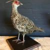 Taxidermy Kalij pheasant. €145,-