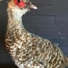 Taxidermy Kalij pheasant. €145,-