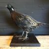 Taxidermy Kalij pheasant. €145,-