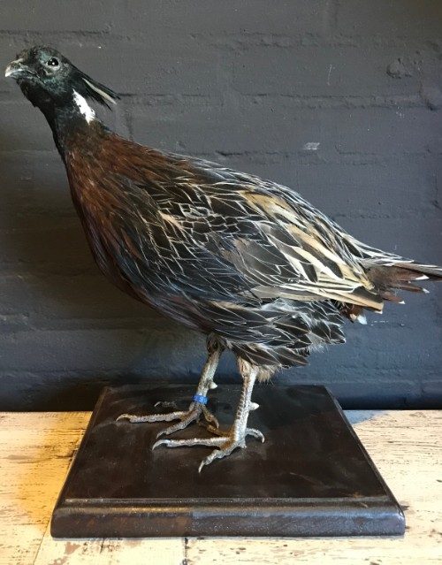 Taxidermy Koklas pheasant €145,-