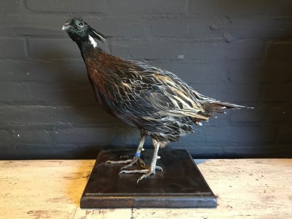 Taxidermy Koklas pheasant €145,-