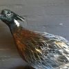 Taxidermy Koklas pheasant €145,-