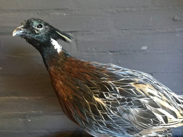 Taxidermy Koklas pheasant €145,-