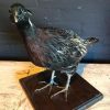 Taxidermy Koklas pheasant €145,-