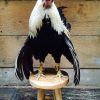 Taxidermy life like rooster.