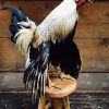 Taxidermy life like rooster.