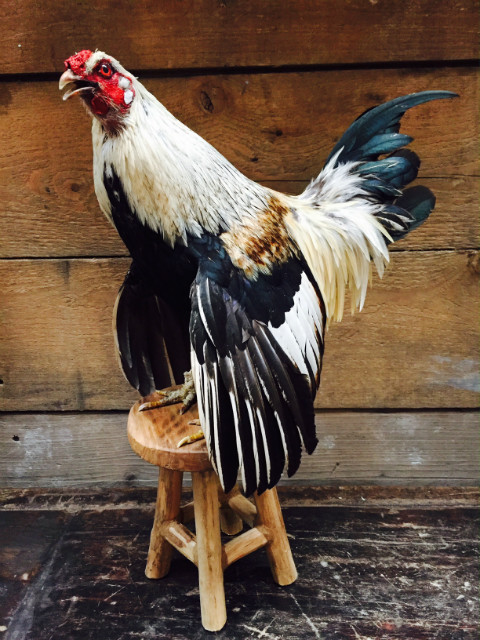 Taxidermy life like rooster.