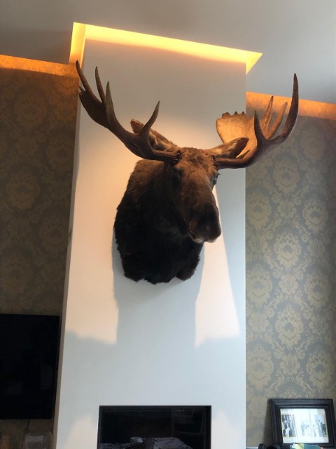 Taxidermy moose head