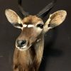 Taxidermy Nyala head