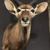 Taxidermy Nyala head