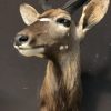 Taxidermy Nyala head