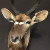 Taxidermy Nyala head