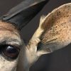 Taxidermy Nyala head