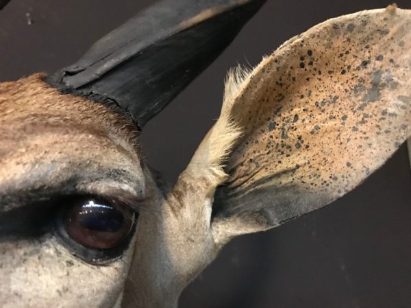 Taxidermy Nyala head