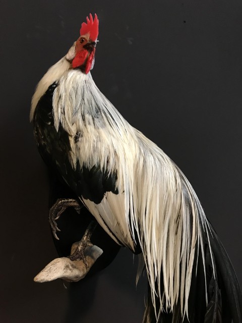 Taxidermy Onagadorie rooster