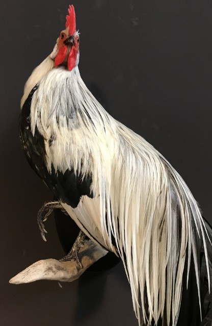 Taxidermy Onagadorie-Hahn