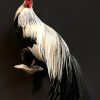 Taxidermy Onagadorie rooster