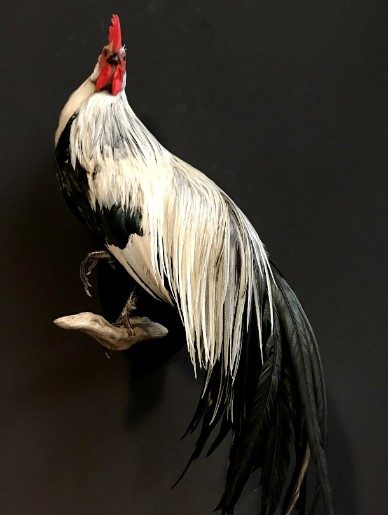 Taxidermy Onagadorie rooster