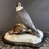 Taxidermy Peregrin Falcon with grouse