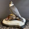 Taxidermie Wanderfalke mit Grouse.